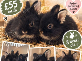 ONLY 2 BABY BUNNIES LEFT!