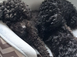 Miniature poodle boy