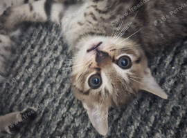 Gorgeous boy