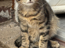 Kitten Ready