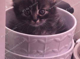 Beautiful kittens