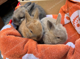 Mini lop rabbits ready 22nd November