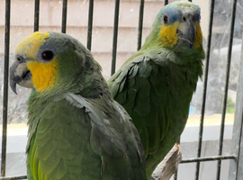 Very beautiful Amazon parrot for sale
