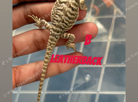 Baby Red Monster x hypo zero