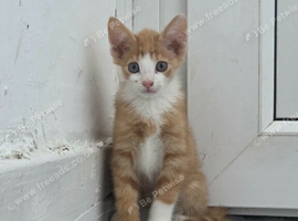 Ginger and white boy