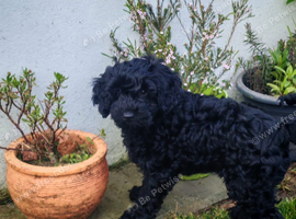 Lovely Cockapoo Puppy