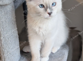RTG!Champ,TICA, pedigree ragdoll kitten