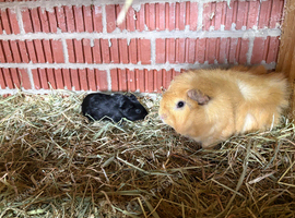 Male bonded boars