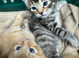 BEAUTIFUL KITTENS TO RESERVE