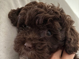 Chocolate shihpoo puppies