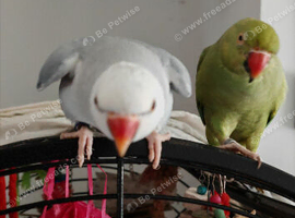 2 Indian ringneck