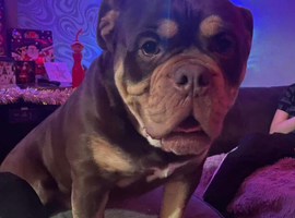 Mamut old tyme bulldog
