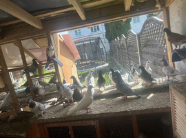 Pigeon