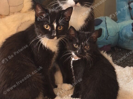 Male kittens