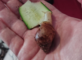 2 month old White Jade Giant African Land Snails