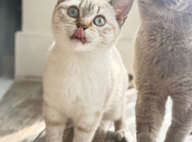 British shorthair
