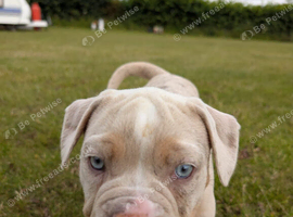 olde English bulldogge