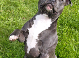 KC registered blue staffy available for stud
