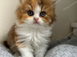 Cinnamon Tortie & White British Longhair Girl &ndash; Ready 15th August