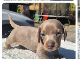 2 miniature dachshund girl
