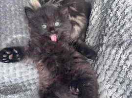 Adorable Kittens Looking for Their Forever Homes
