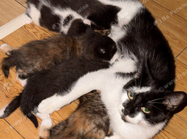One kitten left