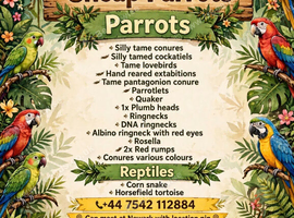 Cheap healthy parrots