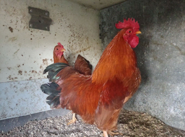 New Hampshire red Bantams