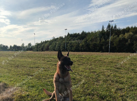 Belgian malinois