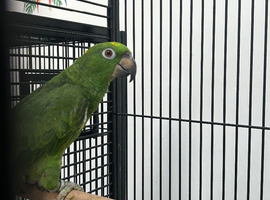 Hand Reared Baby Yellow Crowned Amazons