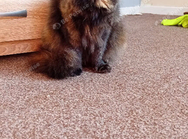 Fluffy tortishell cat
