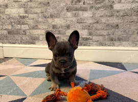 K.c French bulldog