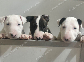 Stunning Litter of English Bull Terriers