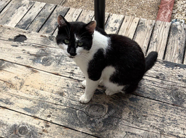 Beautiful Male Cat