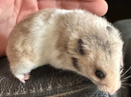 3 baby hamsters looking for new homes