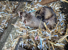Jil ferret