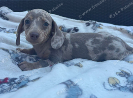 Miniature dachshund