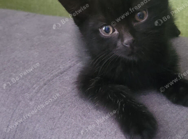 lovely kitten boy  looking for a new home