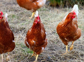 Hens