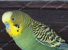 18 males budgies