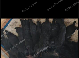 Stunning German Shepard puppy's