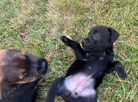 Patterdale puppies