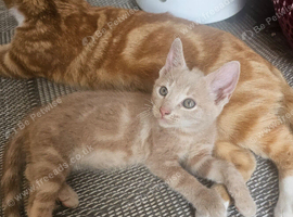 1 beautiful kitten left