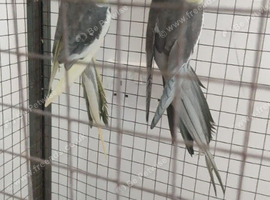 Cockatiels for sale