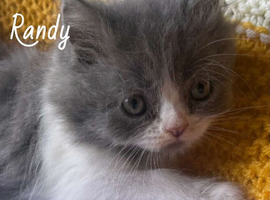 Exotic/Persian X Ragdoll BSH kittens
