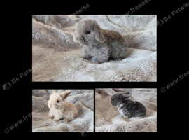 Mini lop bunnies