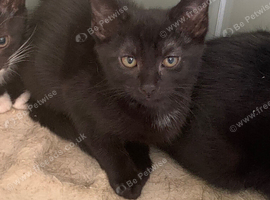 Black kitten