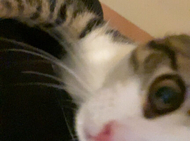 Male tiger tabby