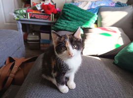 Beautiful female calico