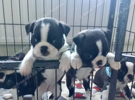 BEAUTIFUL LITTER OF 5 BOSTON TERRIERS